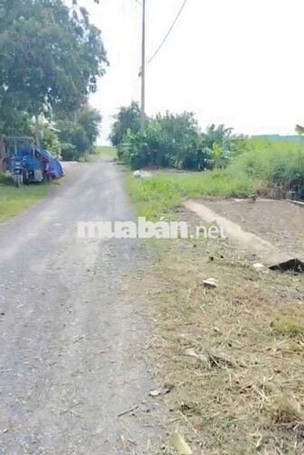 ĐẤT VƯỜN 1100M2 CÓ THỔ CƯ. ĐƯỜNG XEHƠI. XÃTÂN CHÁNH. CẦN ĐƯỚC. LONG AN