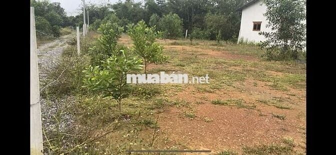 BÁN LÔ ĐẤT Ở TẠI NÔNG THÔN 1038M2 ĐẤT CÓ SẴN 100M2 THƠ CƯ,GIÁ RÉ