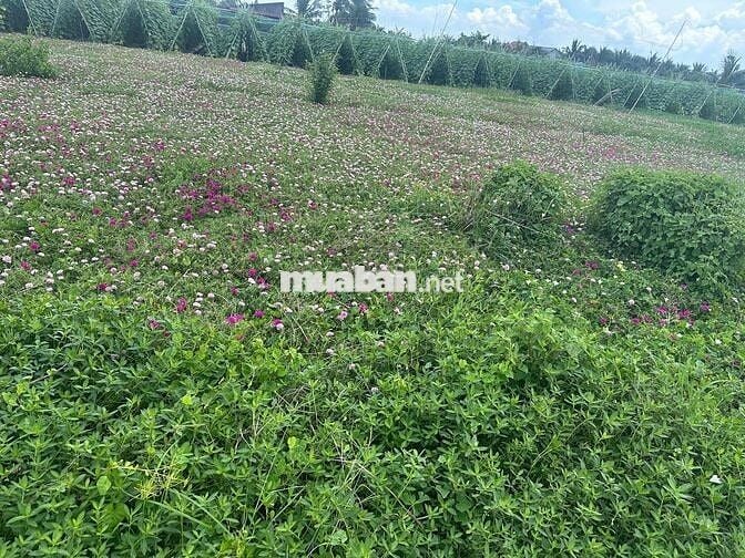 Đất Ven Biển giá rẻ dt 117,5m2 giá 685tr full thổ Tiền Giang