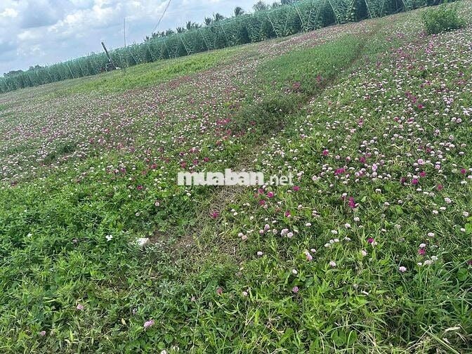 Đất Ven Biển giá rẻ dt 117,5m2 giá 685tr full thổ Tiền Giang