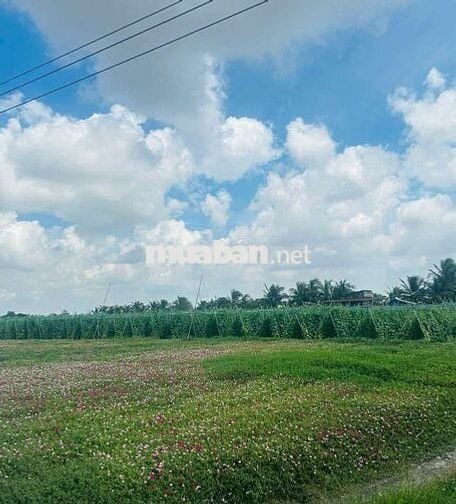 Đất đẹp đầu tư Ven biển Tân thành Gò Công Tiền Giang 117m2 chỉ 720tr