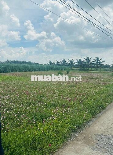 Đất đẹp đầu tư Ven biển Tân thành Gò Công Tiền Giang 117m2 chỉ 720tr