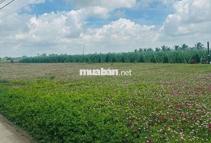 Đất đẹp đầu tư Ven biển Tân thành Gò Công Tiền Giang 117m2 chỉ 720tr