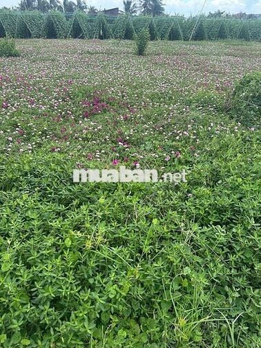 Đất Ven Biển giá rẻ dt 117,5m2 giá 685tr full thổ Tiền Giang