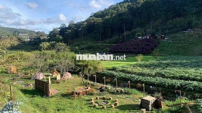MUA ĐẤT TẶNG NHÀ - CÔ 2 BÁN ĐẤT VƯỜN P10 ĐÀ LẠT 850TR VIEW SĂN MÂY