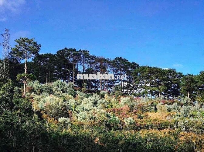 MUA ĐẤT TẶNG NHÀ - CÔ 2 BÁN ĐẤT VƯỜN P10 ĐÀ LẠT 850TR VIEW SĂN MÂY