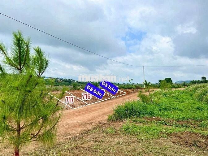 Lô đất thổ cư mát mẻ tại Lâm Đồng với mặt tiền 8m chỉ 390tr