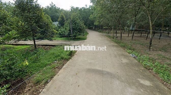 Cần Bán Lô Đất Gần Trường THCS, KCN An Linh 1000ha, 206.2m2-470 Triệu