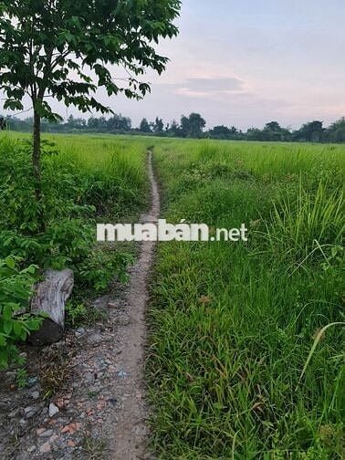 Đất TCLN ven sông Sài Gòn, khu Tân An Thủ Dầu Một (gần ranh Củ Chi)
