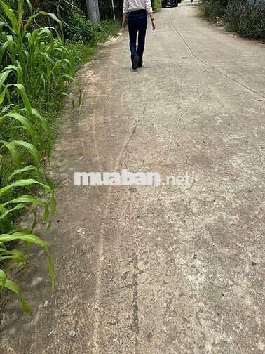 Đất Mẫu giá rẻ Xã An Linh Phú Giáo 1,78ha giá 10,8 tỷ chốt có 280m ODT