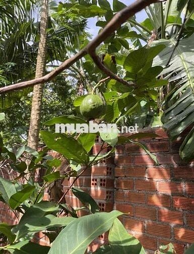 NHÀ MẶT TIỀN KINH DOANH GIÁ CỰC RẺ 300m2, XÃ KIM LONG TPHCM