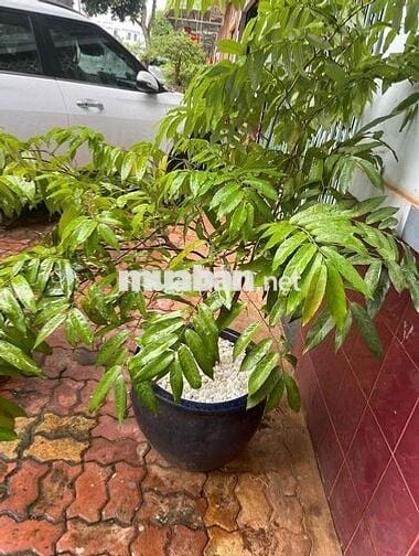 NHÀ MẶT TIỀN KINH DOANH GIÁ CỰC RẺ 300m2, XÃ KIM LONG TPHCM