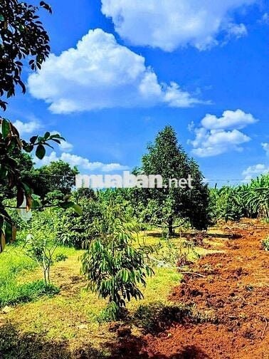 Đất vườn trái cây có thổ cư tại EaNing- Cu kuin- Daklak