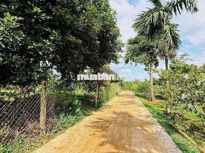 Đất vườn trái cây có thổ cư tại EaNing- Cu kuin- Daklak