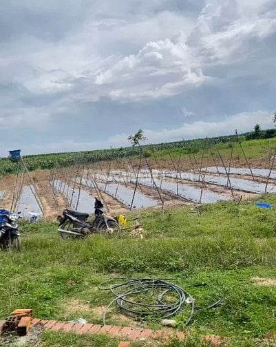 2,4 Mẫu Giá Chỉ 3 Tỷ Tân Hải LaGi Sẵn Nhà Vườn Đường Ô Tô