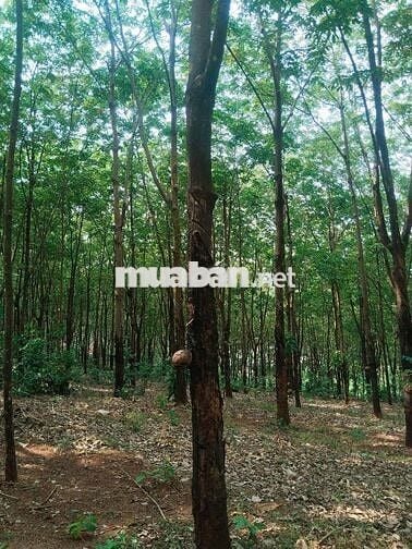Bán đất Đắk Ơ, Bù Gia Mập, Bình Phước, 14,2 tỷ, 35600 m2