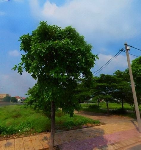 Bán đất khu dân cư An Phú Đông 13, Q12. Diên tích 70-80m2, đường nhựa 