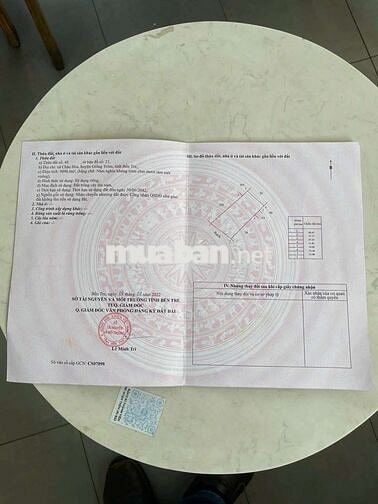 8 công vườn dừa Châu Hòa Giồng Trôm