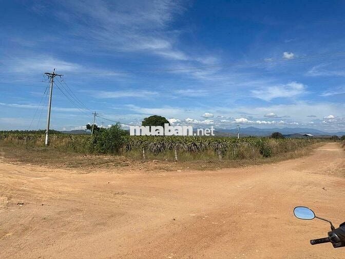 18ha đất cây lâu năm gần nút giao cao tốc lương sơn bình thuận