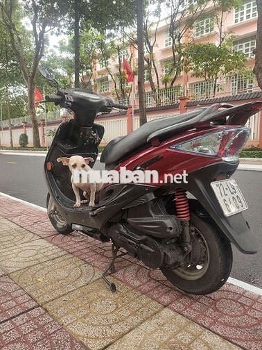 JOCKEY 125