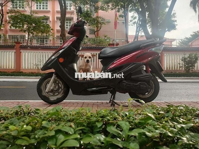 JOCKEY 125