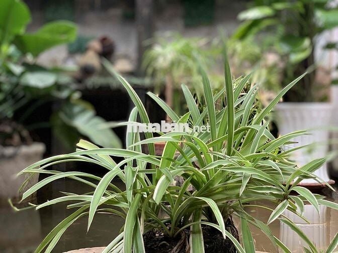 SANG NHƯỢNG MẶT BẰNG MẶT TIỀN 800m2 Q.TÂN BÌNH