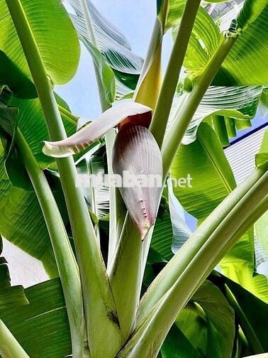 🌿 SANG NHƯỢNG – CAFE & QUÁN ĂN PHONG CÁCH XƯA 🌿 📍 Nguyễn Đình Chinh –