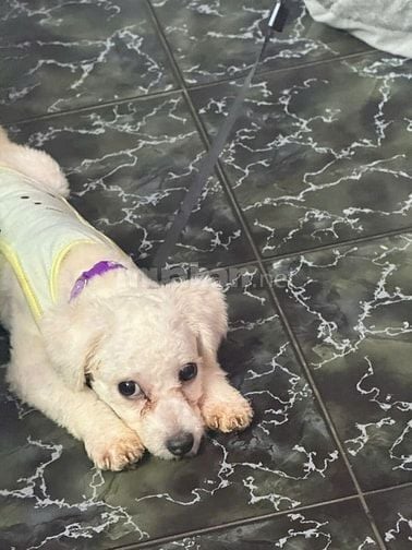 Bán chó poodle đực mới cạo lông máu