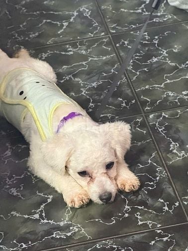 Bán chó poodle đực mới cạo lông máu