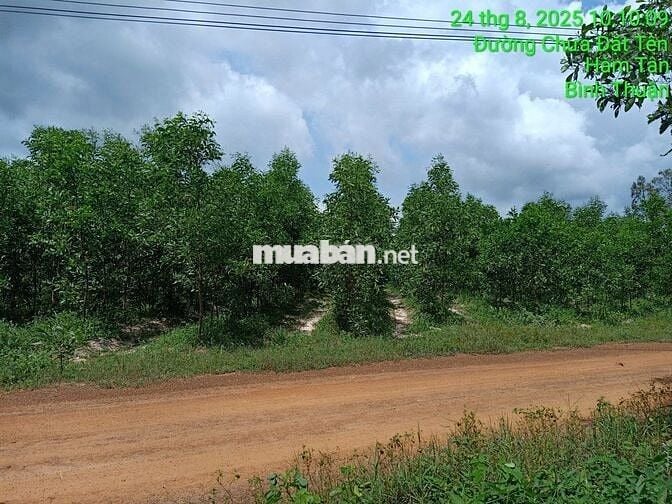 16000m2 CLN mặt tiền pháp lý rõ ràng được ngân hàng hỗ trợ vay tối đa