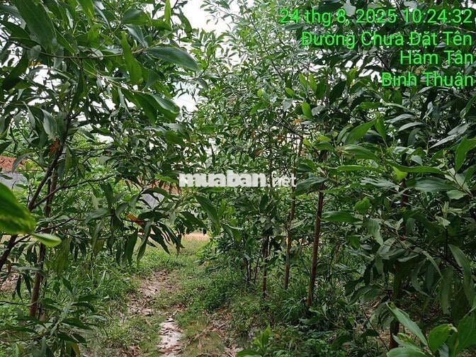 16000m2 CLN mặt tiền pháp lý rõ ràng được ngân hàng hỗ trợ vay tối đa
