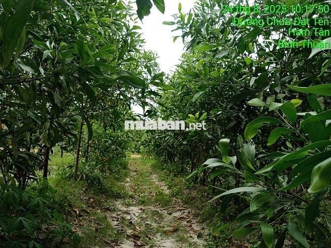16000m2 CLN mặt tiền pháp lý rõ ràng được ngân hàng hỗ trợ vay tối đa