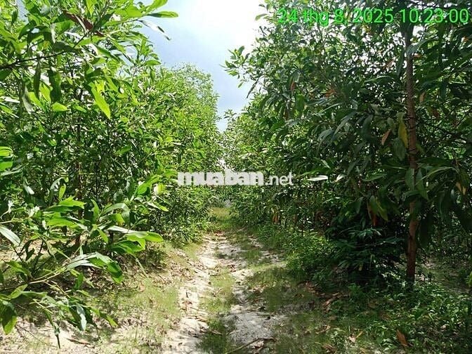 16000m2 CLN mặt tiền pháp lý rõ ràng được ngân hàng hỗ trợ vay tối đa