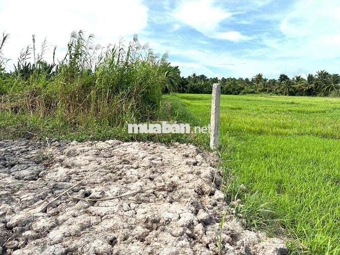 BÁN 1.370m đất CLN tại Phường Thanh Đức, Tỉnh Vĩnh Long