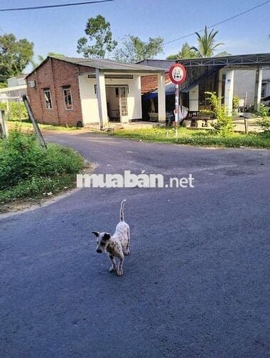 Cần bán nhà đất 2 mặt tiền, mặt tiền đường nhựa bên cạnh đường đất