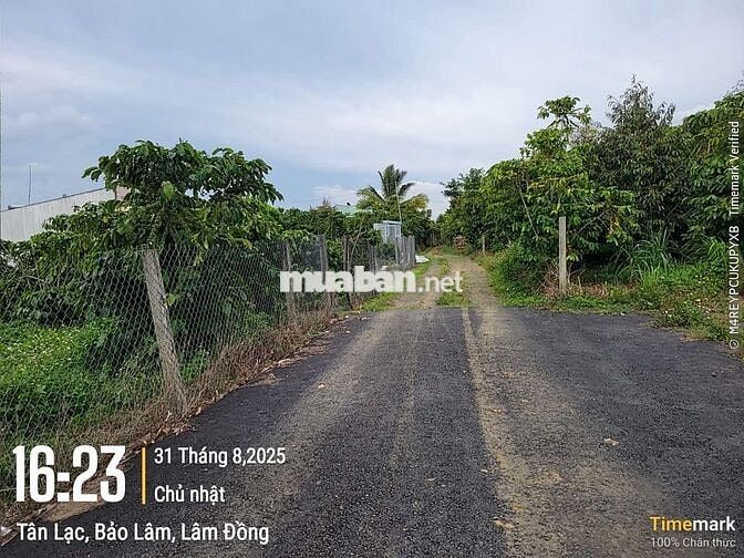 ĐẤT TÂN LẠC SẴN THỔ CƯ GIÁ CỰC ƯU ĐÃI