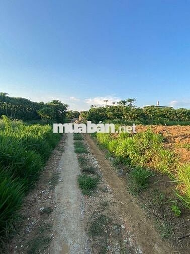 2000m2 mặt tiền 16m2 thôn 1 cách chợ cũ Lộc An 500m