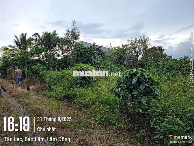 ĐẤT TÂN LẠC SẴN THỔ CƯ GIÁ CỰC ƯU ĐÃI
