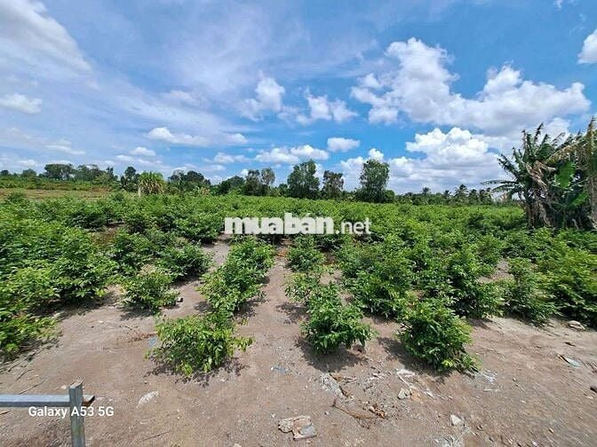 Đất thổ+vườn dt 4900m giá 7tỷ5 +(6 căn phòng trọ.fui phòng.vườn mai)