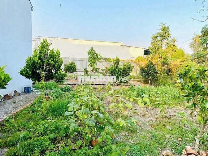 NHÀ VƯỜN 702,9 M2 ( 21,3X 33) ĐƯỜNG TRƯỜNG BÌNH. XÃ MỸ LỘC. CẦN GIUỘC.