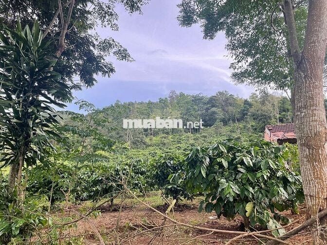 Rẫy cà phê 7867m2 xã iayok cũ ( iahrung), gia lai