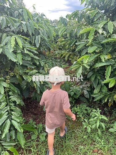 Rẫy cà phê 7867m2 xã iayok cũ ( iahrung), gia lai