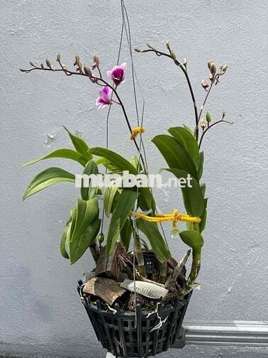 Nhà cho thuê hẻm 1651 lê văn lương, 48m2, hẻm xe hơi