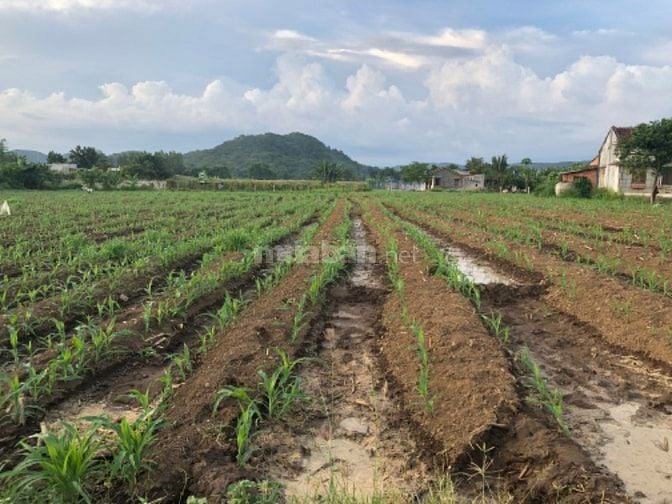 Cần tìm nhà đầu tư lĩnh vực Nông Nghiệp , kết hợp tạo giá trị trên đất