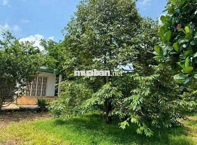Chính Chủ Bán Ngộp Nhà cấp 4, Vườn Cây Trái rộng 2600m2, Giá 630 triệu