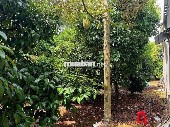Chính Chủ Bán Ngộp Nhà cấp 4, Vườn Cây Trái rộng 2600m2, Giá 630 triệu