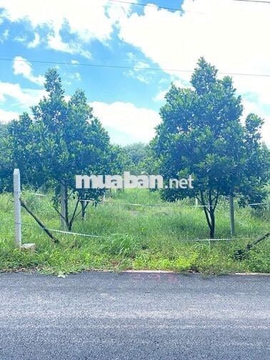 vườn mít 10x50 đường nhựa có thổ cư