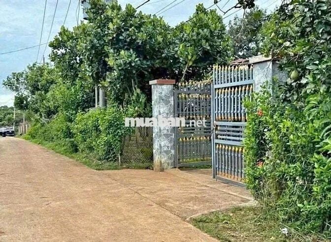 Chính Chủ Bán Ngộp Nhà cấp 4, Vườn Cây Trái rộng 2600m2, Giá 630 triệu