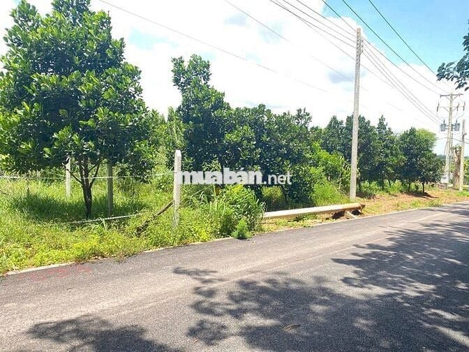 vườn mít 10x50 đường nhựa có thổ cư