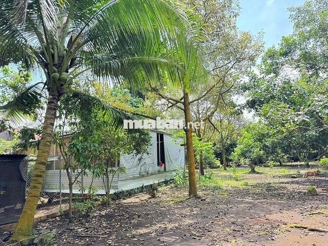 Chính Chủ Bán Ngộp Nhà cấp 4, Vườn Cây Trái rộng 2600m2, Giá 630 triệu